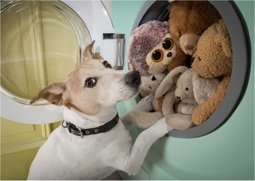 Hundekörbchen Reinigung